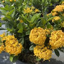 Ixora coccinea 'Yellow Maui' - 2 Live Tropical Starter Plants 7" Tall - Vibrant Yellow Flowering Shrub