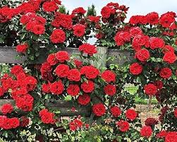 20pcs Red Climbing Rose Seeds – Stunning Vining Roses, Bold Red Blooms, Fast Growing, Ideal for Trellises, Fences & Garden Arches