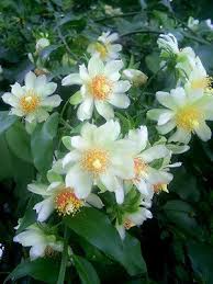 FLOWERING GOLD PERESKIA aculeata Cactus Vine Succulent Plant - 4" Live Rooted Cutting