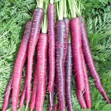 1,000 Cosmic Purple Carrot Seeds – Non-GMO, Open Pollinated, Great for Microgreens | USA Seller