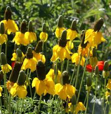 100mg Prairie Coneflower Seeds - Ratibida columnifera, Vibrant Wildflower for Pollinator Gardens