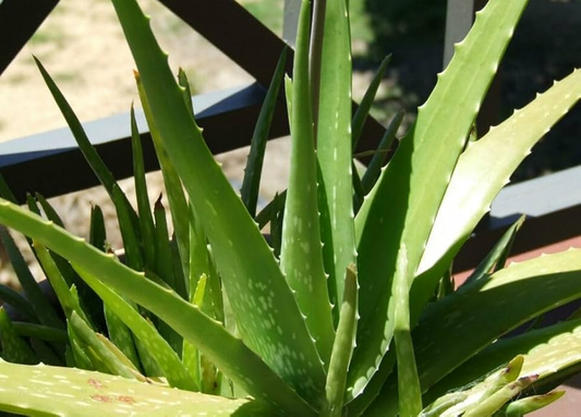 5 Small Aloe Vera Plants - Bare Root Live Plants Ready to Plant - Easy Care Succulent