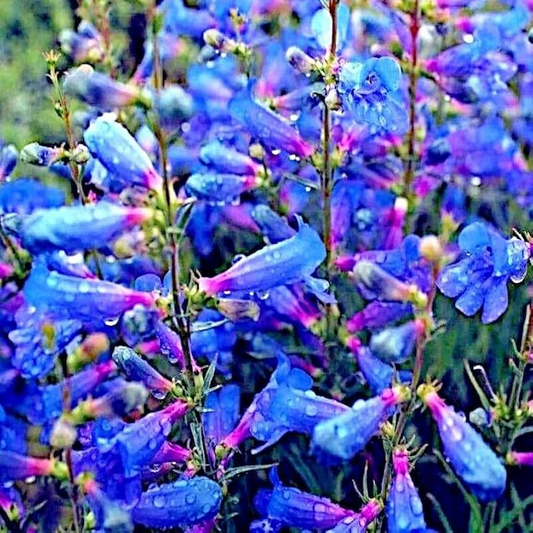 20 Blue Beard Tongue Seeds – Penstemon spectabilis, Hummingbird & Butterfly Magnet