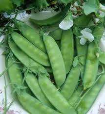 5g Pea Snow Dwarf Sugar Grey Seeds Pisum sativum | Heirloom, Non-GMO, Sweet & Tender Pods, Compact Plants, Easy to Grow