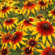 10.000 Seeds Daisy Gloriosa, Rudbeckia Hirta, Bright Yellow-Orange Perennial Wildflowers