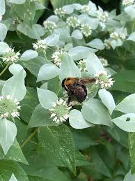 30 mg Seeds Mountain Mint Herb – Pycnanthemum muticum | Aromatic Native Mint for Planting, Culinary & Herb Uses