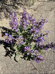 100mg Penstemon Acuminatus Seeds, Sharpleaf Penstemon, Drought-Tolerant Native Wildflower