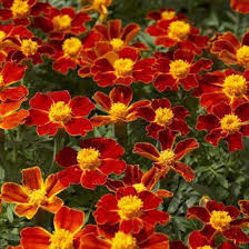 100 Seeds French Marigold Disco Red, Non-GMO Beneficial Garden Flowers, Bright Red Blooms, Easy to Grow