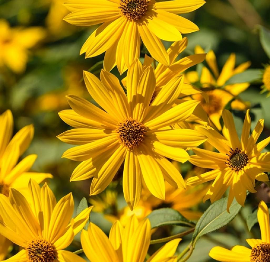 1,000 Maximilian Sunflower Seeds - Non-GMO, , Perennial, Yellow Blooms