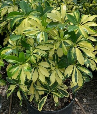 1 Schefflera arboricola 'Trinette' - Variegated Umbrella Tree Bare Root Live Plant 10-12" Tall - Easy-Care Houseplant