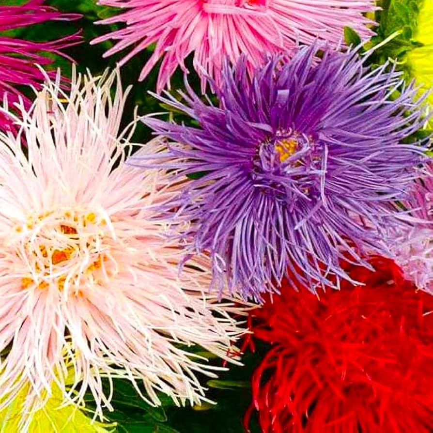 200 Seeds Aster NOVA Mix (Needle), Large Flowers, Annual, Attracts Bees & Butterflies, Non-GMO, Vibrant Garden Blooms, Easy to Grow