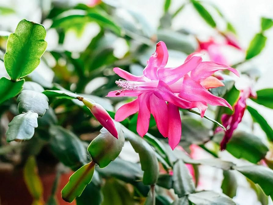 Christmas Cactus Starter Plant | Sunset Strip Schlumbergera Truncata | Easy-Care Holiday Blooms | Well-Rooted Plug