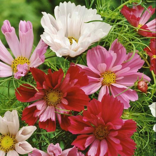 200 Seeds Cosmos Seashells Mix, Tubular Flowers, Rare AAS Winner, Non-GMO, Cosmos bipinnatus, Colorful Garden Blooms