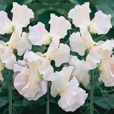 Castle of Mey Sweet Pea Seeds – 50+ Soft Pink Blooms – Elegant Climbing Vine for Trellises, Bouquets, Cottage Gardens & Floral Arches – USA