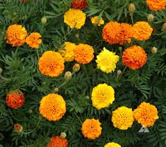 500mg Marigold Petite Mixture Seeds, Compact French Marigolds, Vibrant Blooms for Gardens & Containers