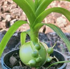 5 Bare Root Live Plants Albuca bracteata ‘Pregnant Onion’| Unique Bulbous Succulent | Easy Care Houseplant | Indoor/Outdoor Plant