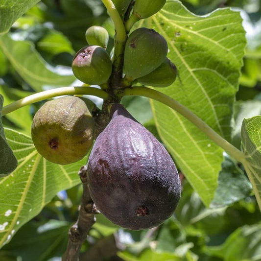 Hardy Chicago Fig Seeds, 100+ Non-GMO Fruit Tree Seeds, Cold-Tolerant, USDA Zones 5-11, Sweet Fruit, Home Garden Planting