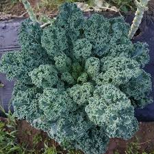 1,500 Dwarf Blue Curled Scotch Kale Seeds – Non-GMO Heirloom, Hardy,