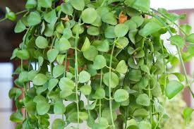Dischidia Nummularia Cutting | Attractive Hanging Basket Plant | Easy to Grow, 1 Fresh Cutting |