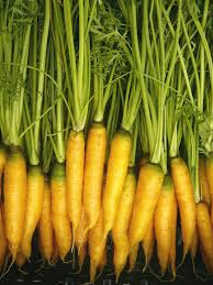 1000+ Yellowstone Carrot Seeds – Heirloom, Sweet & Tender Yellow Carrots
