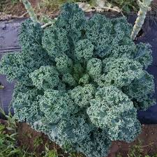 1g Dwarf Blue Curled Scotch Kale Seeds | Brassica oleracea | Heirloom, Non-GMO | Nutritious & Easy-Grow