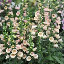 Apricot Beauty Foxglove Seeds | Tall Biennial | Pastel Apricot-Pink Blooms | Attracts Pollinators | USDA Zones 3-9