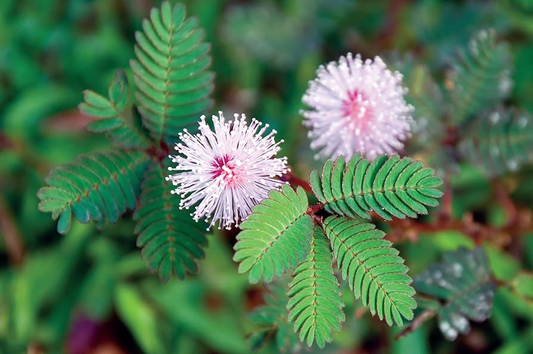 10 Seeds of Dwarf Sensitive Plant (Mimosa pudica) – Touch-Responsive Houseplant