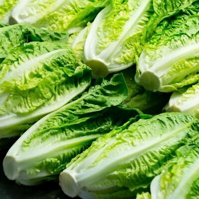 1000 Parris Island Cos Lettuce Seeds – Lactuca sativa – Heirloom Romaine, Crisp & Sweet, Heat-Tolerant, Easy to Grow