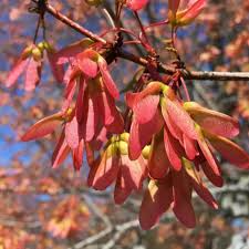10 Seeds Acer rubrum Northern – Red Maple, Vibrant Autumn Foliage Shade Tree