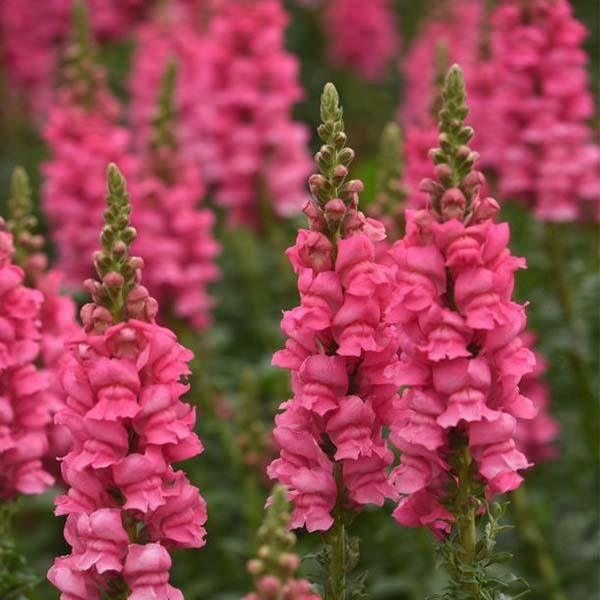 Antirrhinum majus Potomac Dark Pink Snapdragon Seeds – 1000+ Bold Pink Blooms for Garden & Cut Flowers
