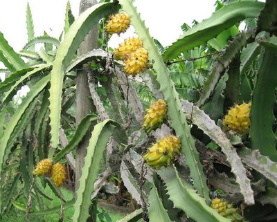 10 Yellow Dragonfruit Seeds | Pitaya Hylocereus Cactus, Sweet & Exotic Fruit, Easy to Grow, Tropical Pitaya Tree