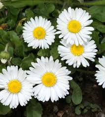 200+ White English Daisy Seeds – Charming White Blooms for Garden Planting, Cottage Garden Favorite for Borders & Lawns – USA