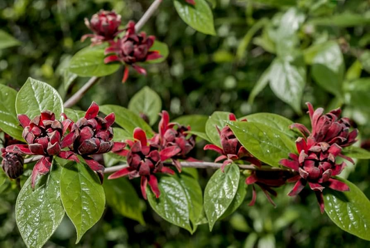 Sweetshrub Seedlings for Planting | Live Starter Plants | Hardy Low-Maintenance Shrub | CZ Grain Quality | Perfect for Garden & Yard