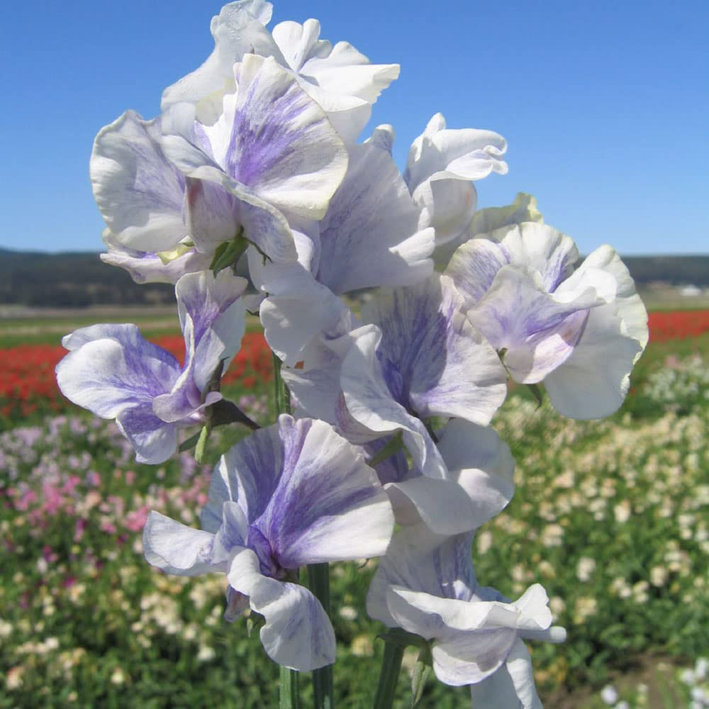 50+ Blue Ripple Sweet Pea Seeds – Marbled Blue & White Fragrant Blooms for Garden Planting, Climbing Vines for Trellises – USA