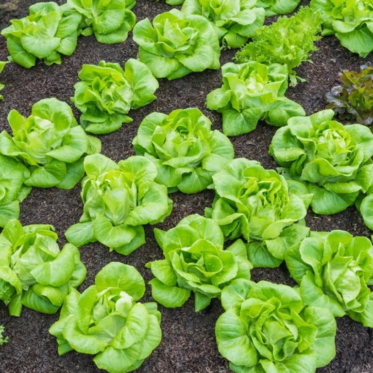 700 Seeds Tom Thumb Butterhead Lettuce – Lactuca sativa | Heirloom Mini Butterhead Lettuce for Planting & Fresh, Compact Harvests