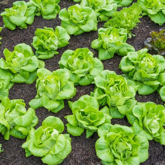 700 Seeds Tom Thumb Butterhead Lettuce – Lactuca sativa | Heirloom Mini Butterhead Lettuce for Planting & Fresh, Compact Harvests