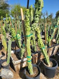 Totem Pole Obesa Cactus Cutting 9.5”-12” | Unrooted, Easy to Propagate | Sustainably Sourced | Unique Cactus for Indoor/Outdoor