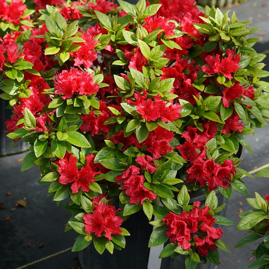 50 Red Azalea Seeds (Rhododendron bakeri) | Cumerland Azalea Flowering Bush | Bright Red Blooms, Hardy, Perfect for Landscaping & Gardens