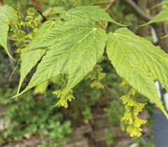 Acer tegmentosum Seeds – Manchurian Snakebark Maple – Rare Ornamental Tree with Striped Bark, Cold Hardy Shade Tree for Zones 4–7