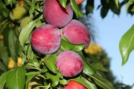 1 Santa Rosa Plum Tree (Prunus salicina) - 2ft Tall Live Fruit Tree Ready to Plant