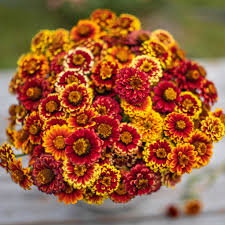 100+ Aztec Mix Zinnia Seeds – Vibrant Multi-Color Blooms for Garden Planting, Heat-Tolerant Flowers for Beds & Pollinators – USA