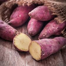 20 Japanese Murasaki Sweet Potato Vines | Rooted Cuttings | Red Skin Yellow Flesh | High Yield | Easy to Grow |