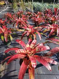 Bromeliad Neoregelia Gazpacho Starter Plant | Exotic Tropical Plant | Red & Orange Leaves | Live Seedling | Indoor/Outdoor
