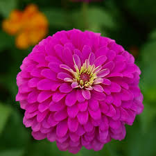 100 Zinnia 'Violet Queen' Seeds – Purple Zinnia elegans – Attracts Butterflies, Hummingbirds, Songbirds – Non-GMO, Annual Blooms