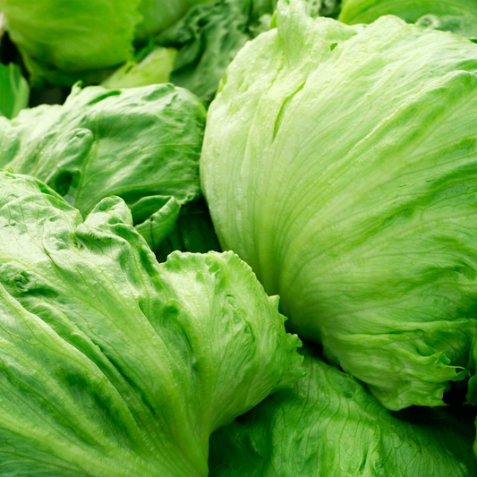 Iceberg Lettuce Seeds | Non-GMO | 400 Seeds | Crisp & Mild Lettuce | Classic Heirloom Variety | USDA Zones 2-10 |