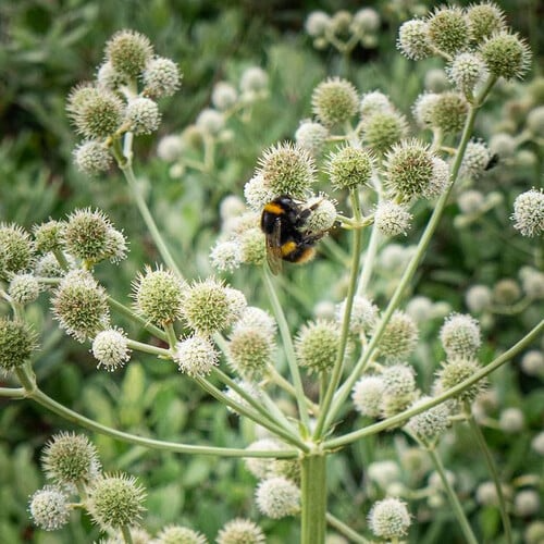 250 Seeds Eryngium Yuccifolium | Rattlesnake Master Seeds for Planting | Unique Spiky Flower | Drought-Tolerant Native Perennial