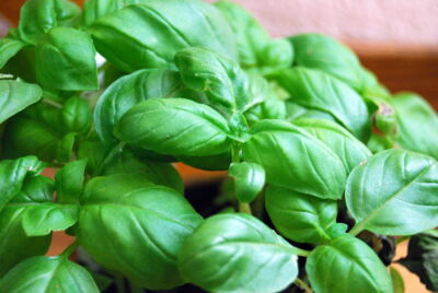 1000 Seeds Basil Genovese | Ocimum basilicum | Heirloom, Non-GMO Italian Herb | Aromatic & Flavorful