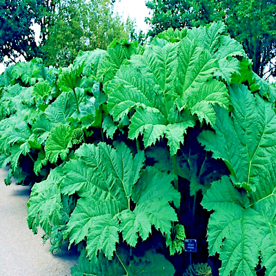 25 Gunnera Manicata Seeds - "Dinosaur Food" Giant Hardy Plant, Prehistoric, Rare, Architectural Herbaceous