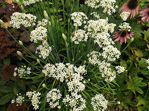 100 Seeds Flowering Chinese Leek - Allium tuberosum, Garlic Chives, Heirloom, Non-GMO, Easy to Grow, Great for Culinary & Ornamental Use