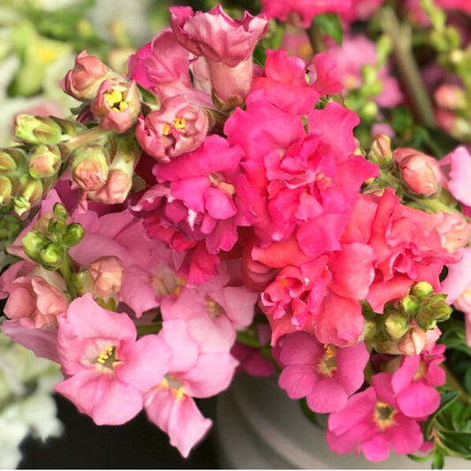 Antirrhinum majus Madame Butterfly Rose Snapdragon Seeds – 1000+ Ruffled Blooms for Garden & Cut Flowers